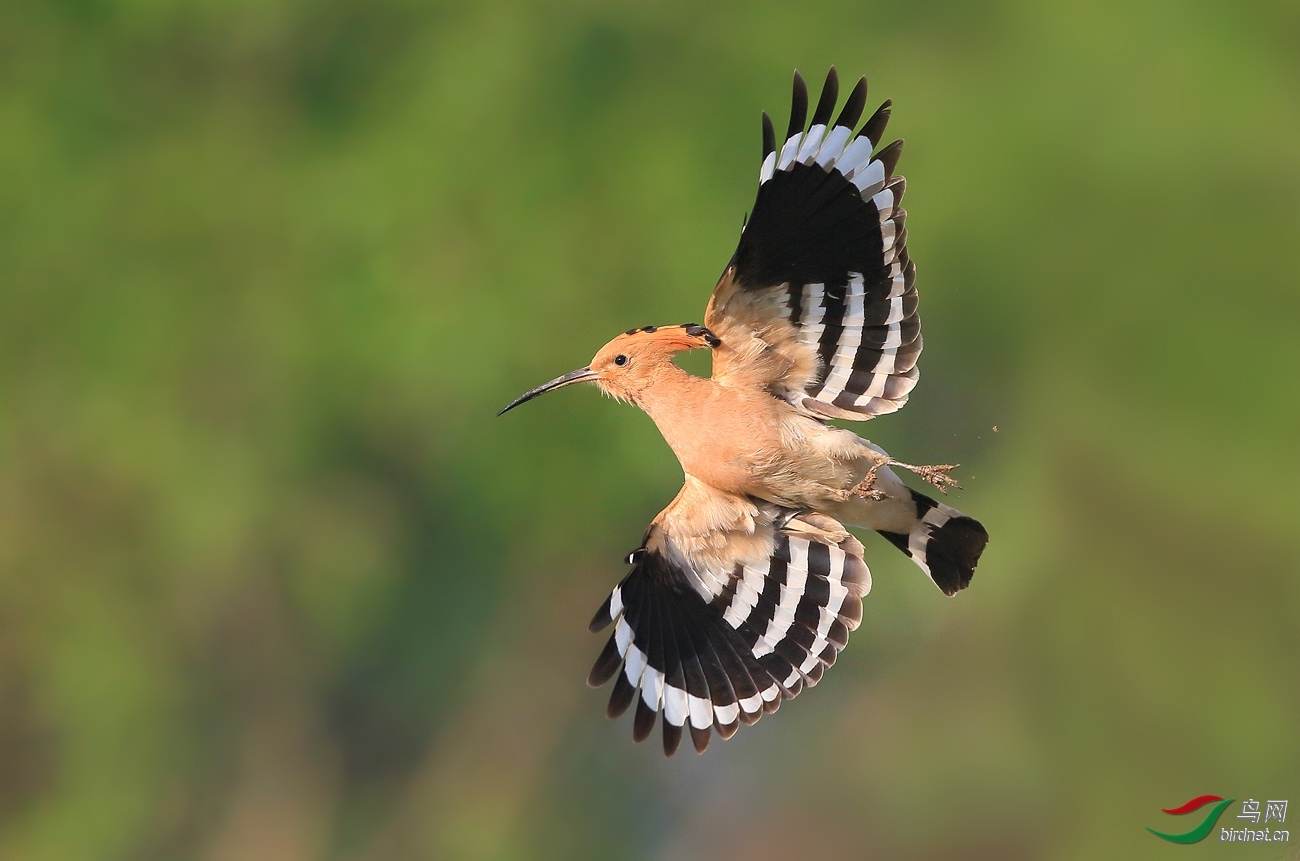 �ڳᣩ�̺���Ÿ ��ʦ����.jpg