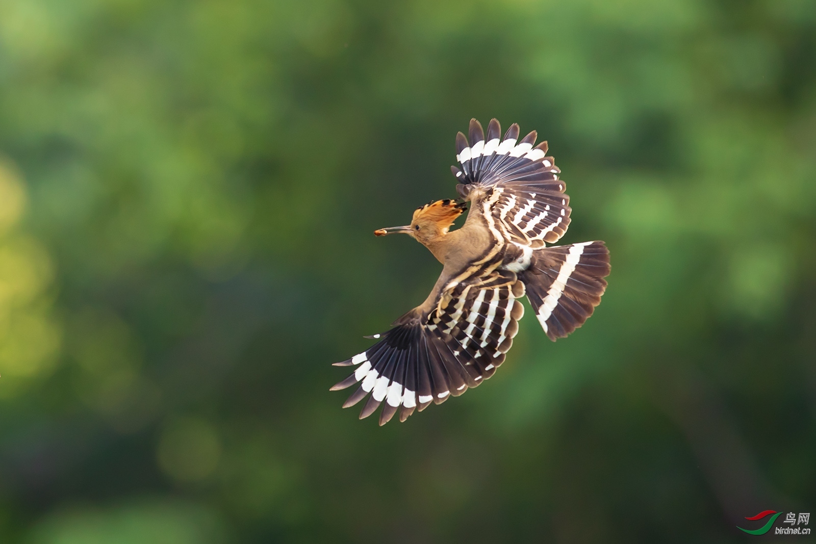 ȫ���ᣩ��ԭ�� ��ʦ�����ں���ʡ֣����.jpg