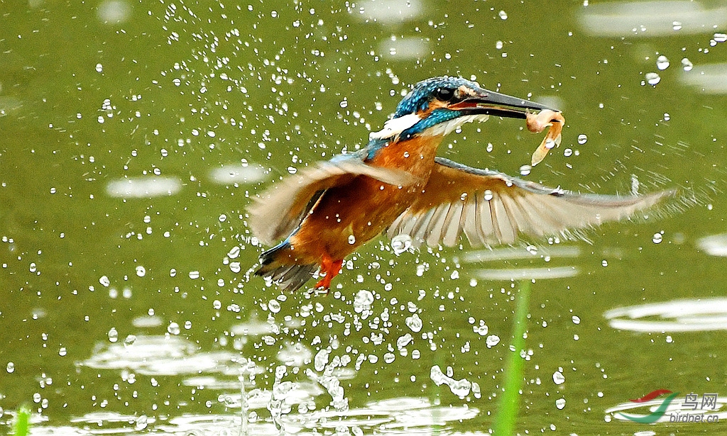 ��ˮ����