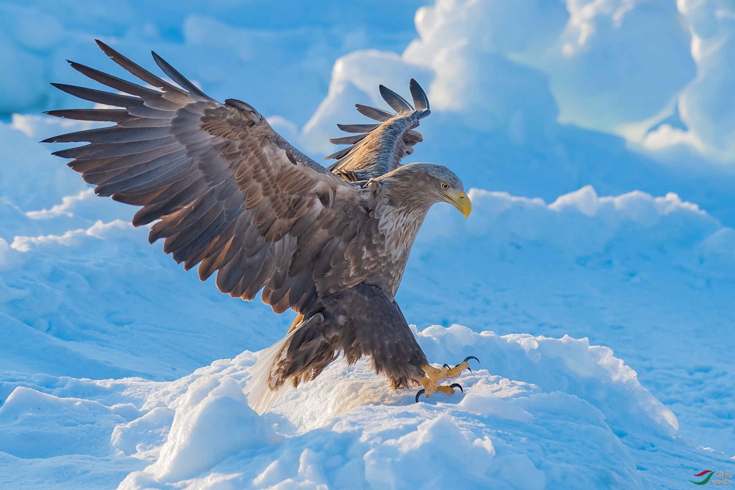 草木谷子老师作品----波兰国鸟--白尾海雕  荣获2020年7月4日  图文