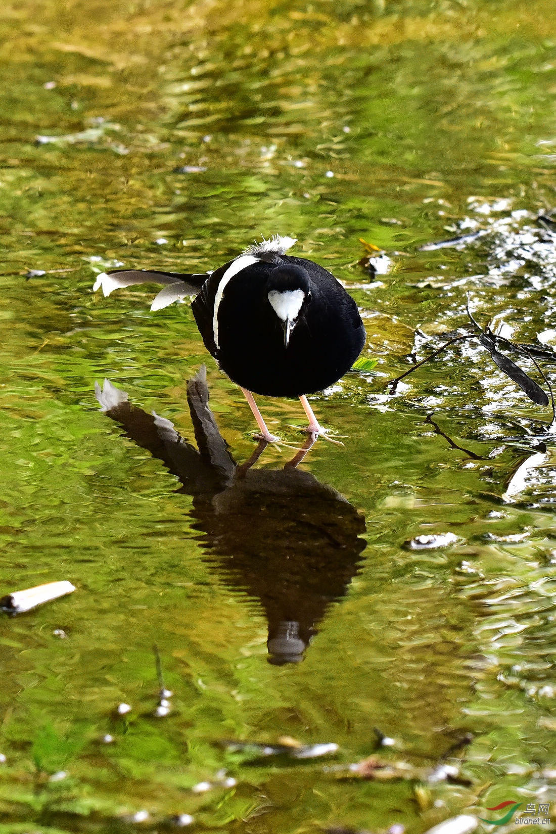 DSC_0501.JPG