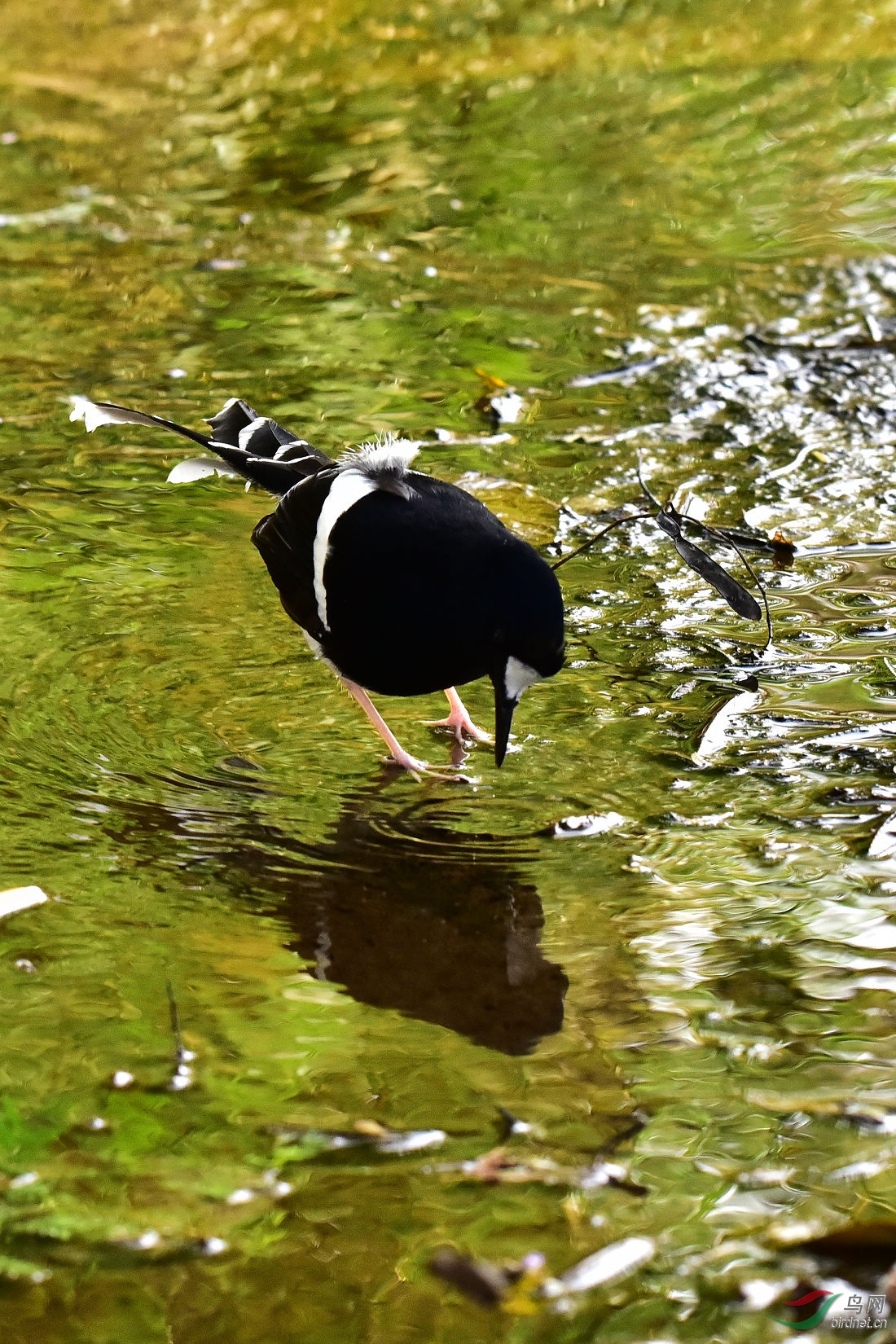DSC_0503.JPG