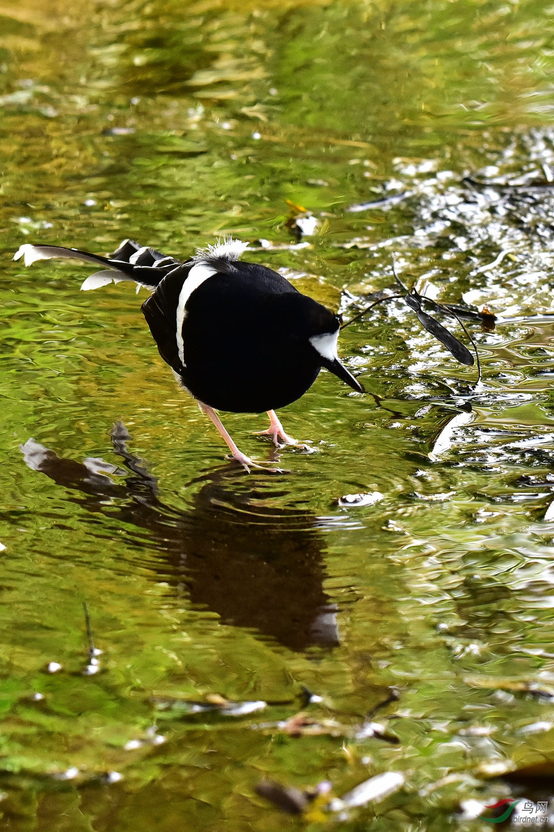 DSC_0504.JPG