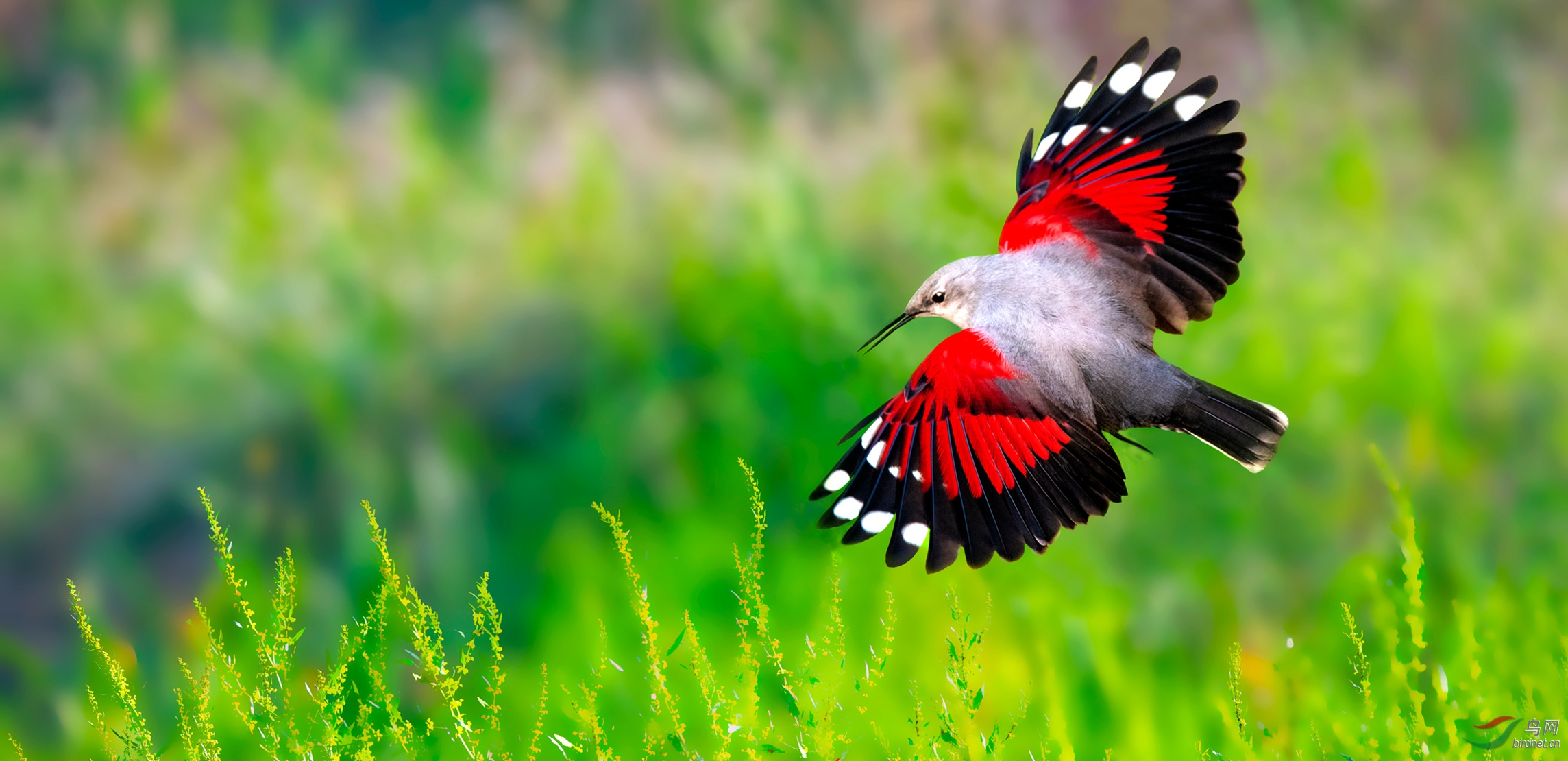 蝴蝶展翅瞬间鸟