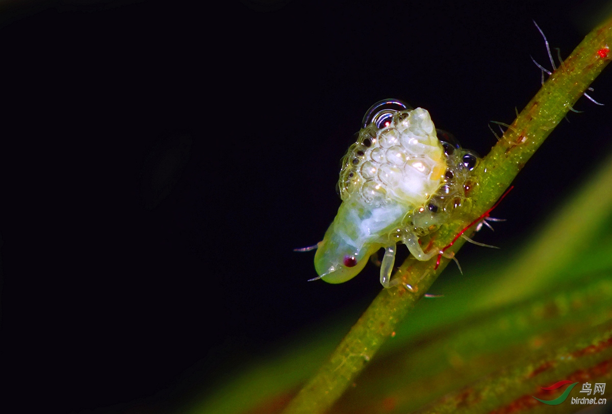 DSCF1461 - ���� - ����.JPG