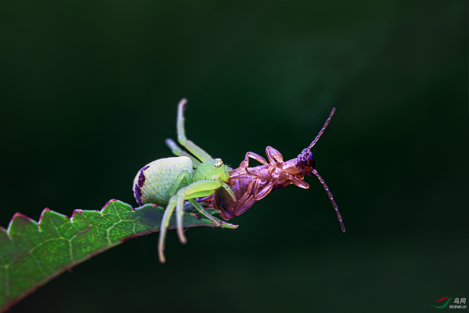 _G3A6349-1.jpg