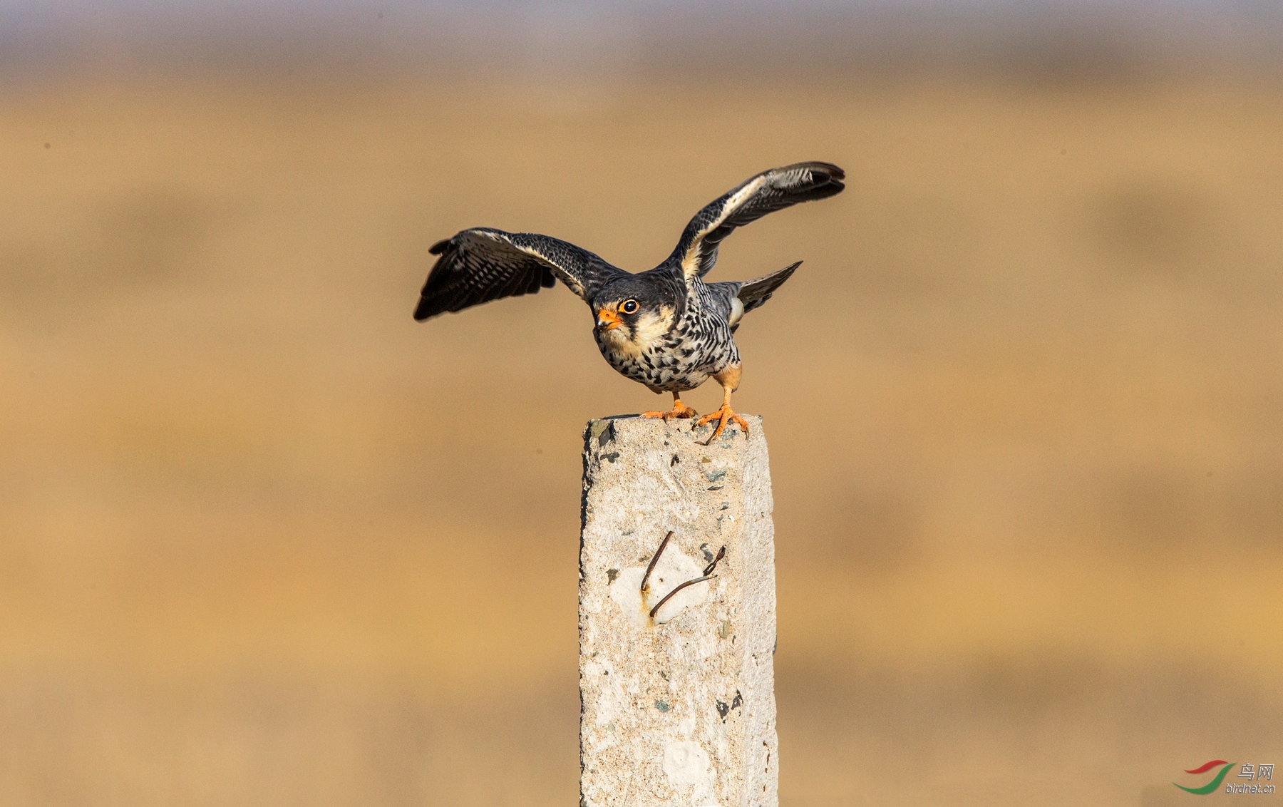 BW4Q8993 - ���� (2).jpg