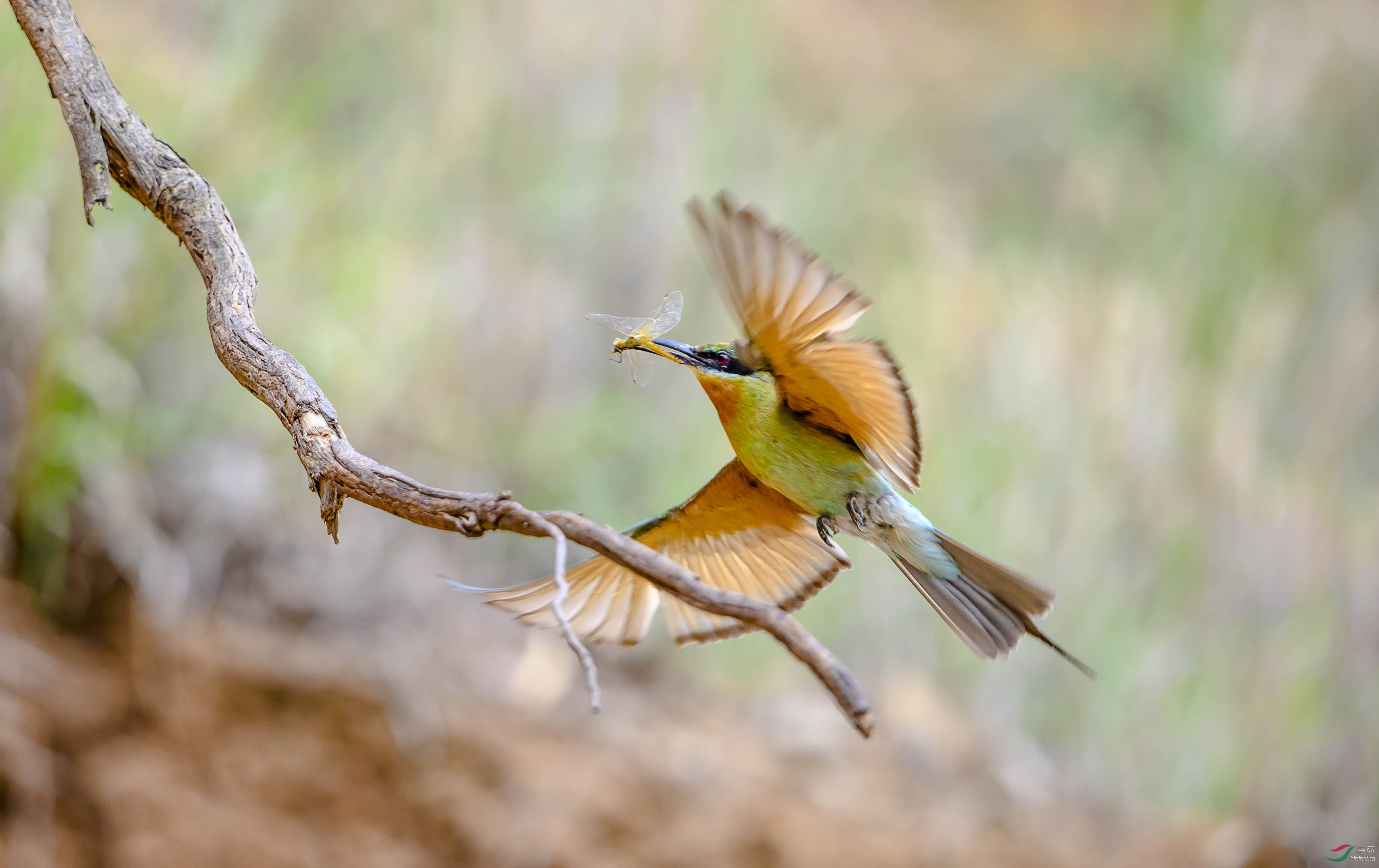 外卖小哥—栗喉蜂虎
