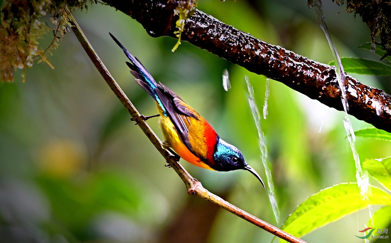 绿喉太阳鸟光照