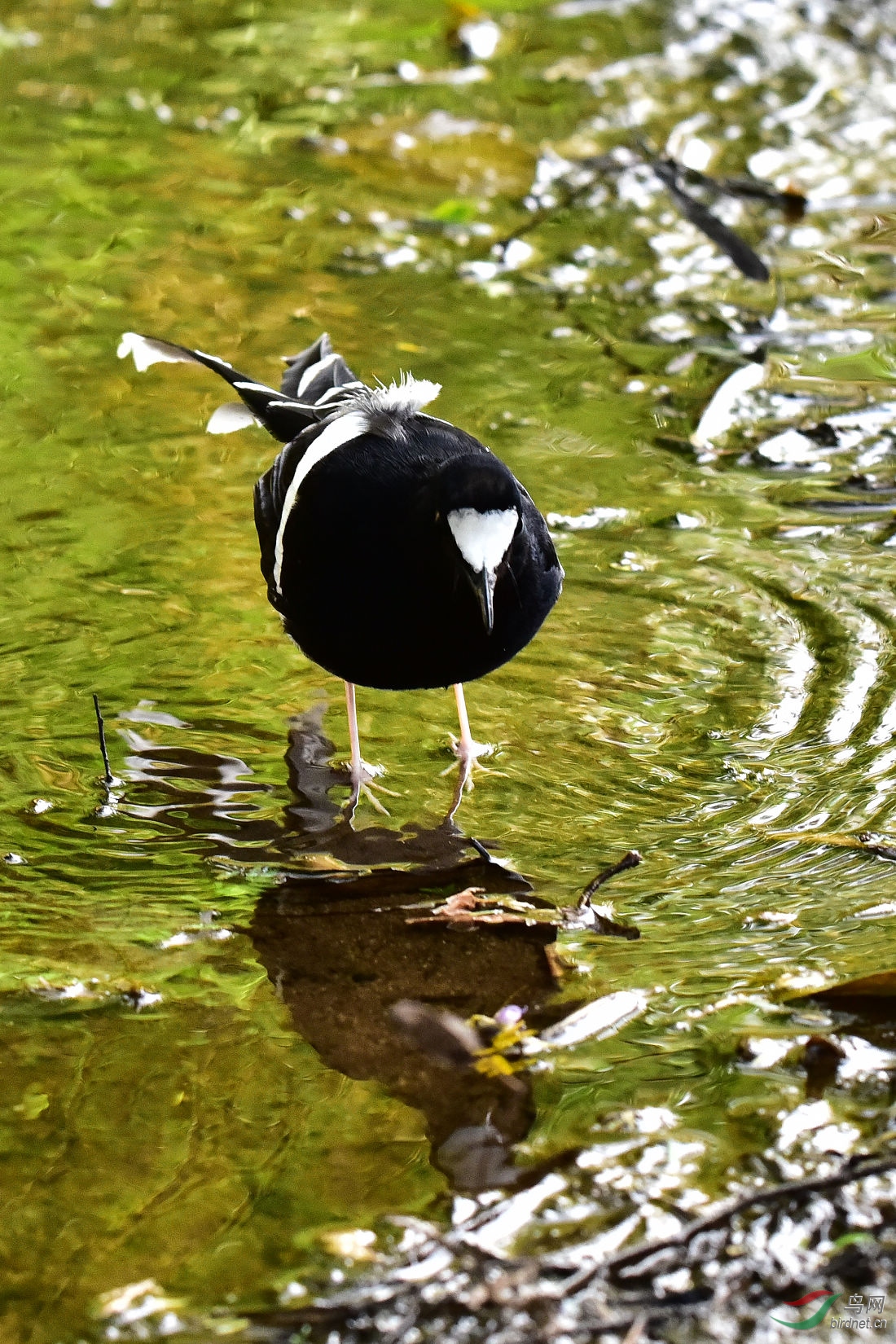 DSC_0516.JPG