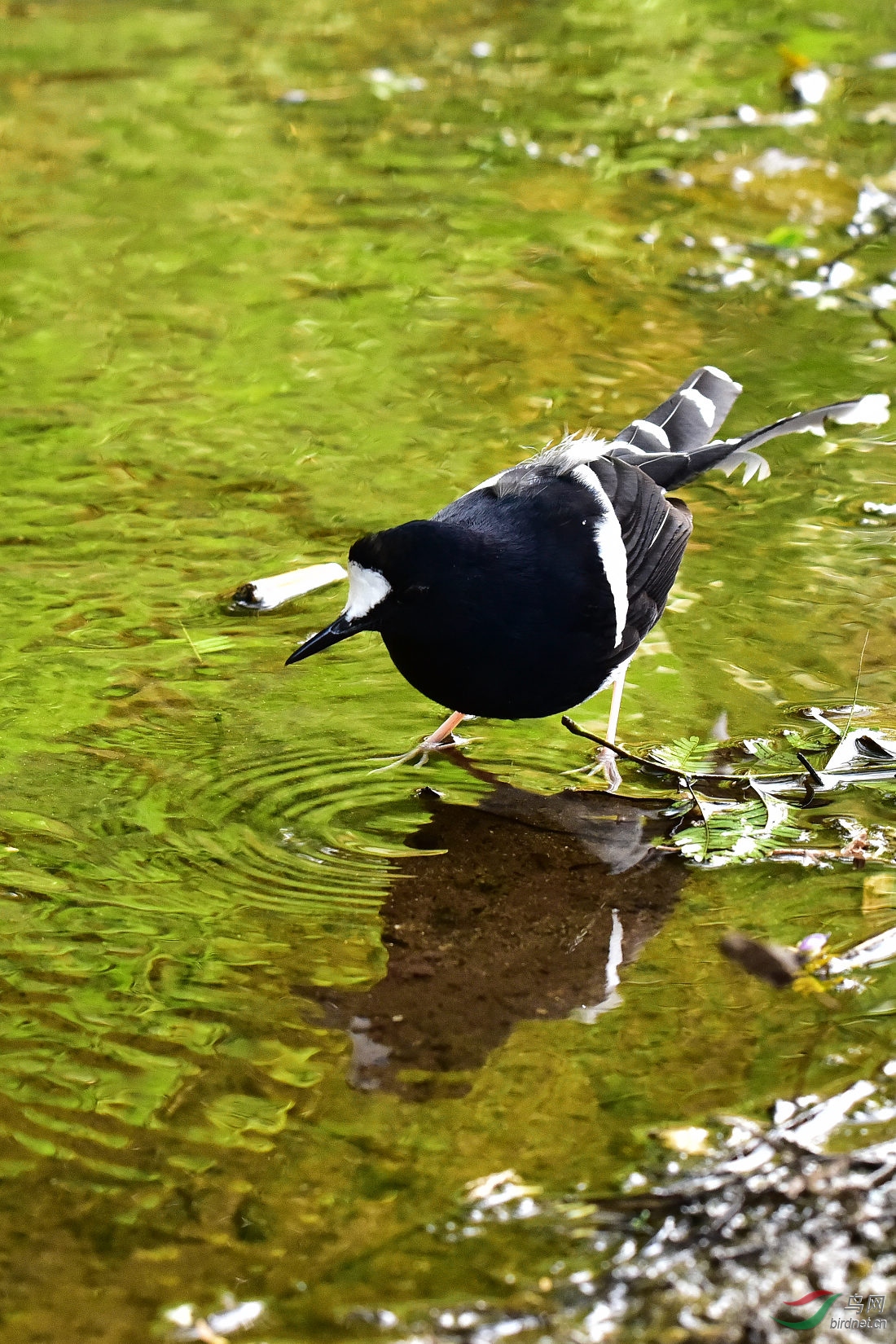 DSC_0520.JPG