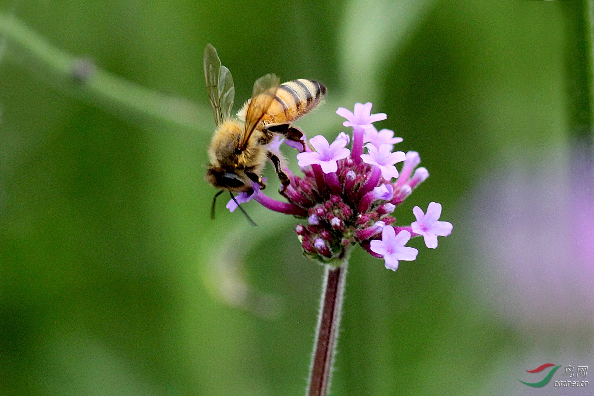 小蜜蜂与马鞭草