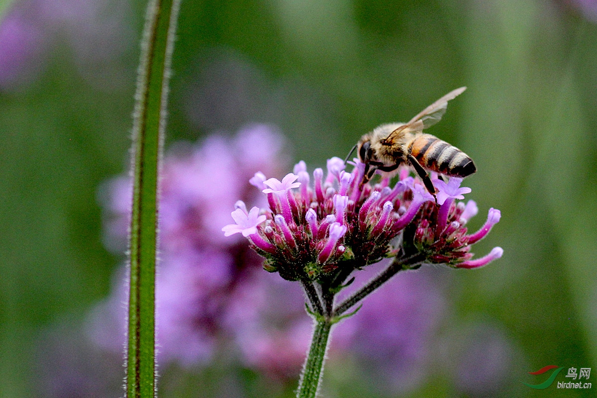 小蜜蜂与马鞭草