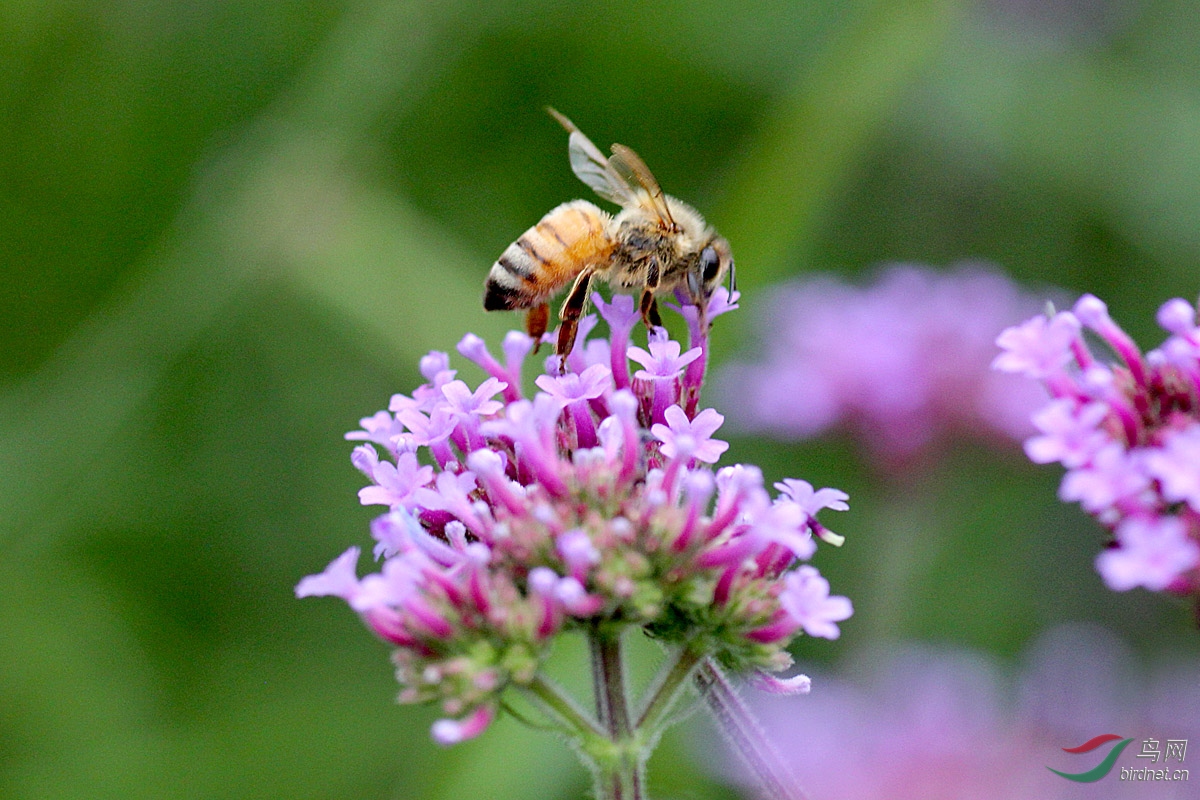 小蜜蜂与马鞭草