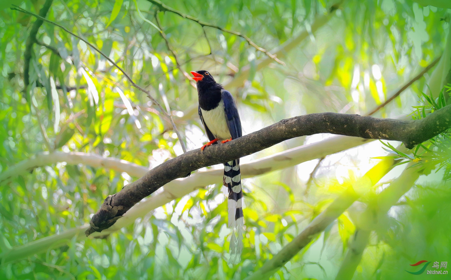 ��ȵ������