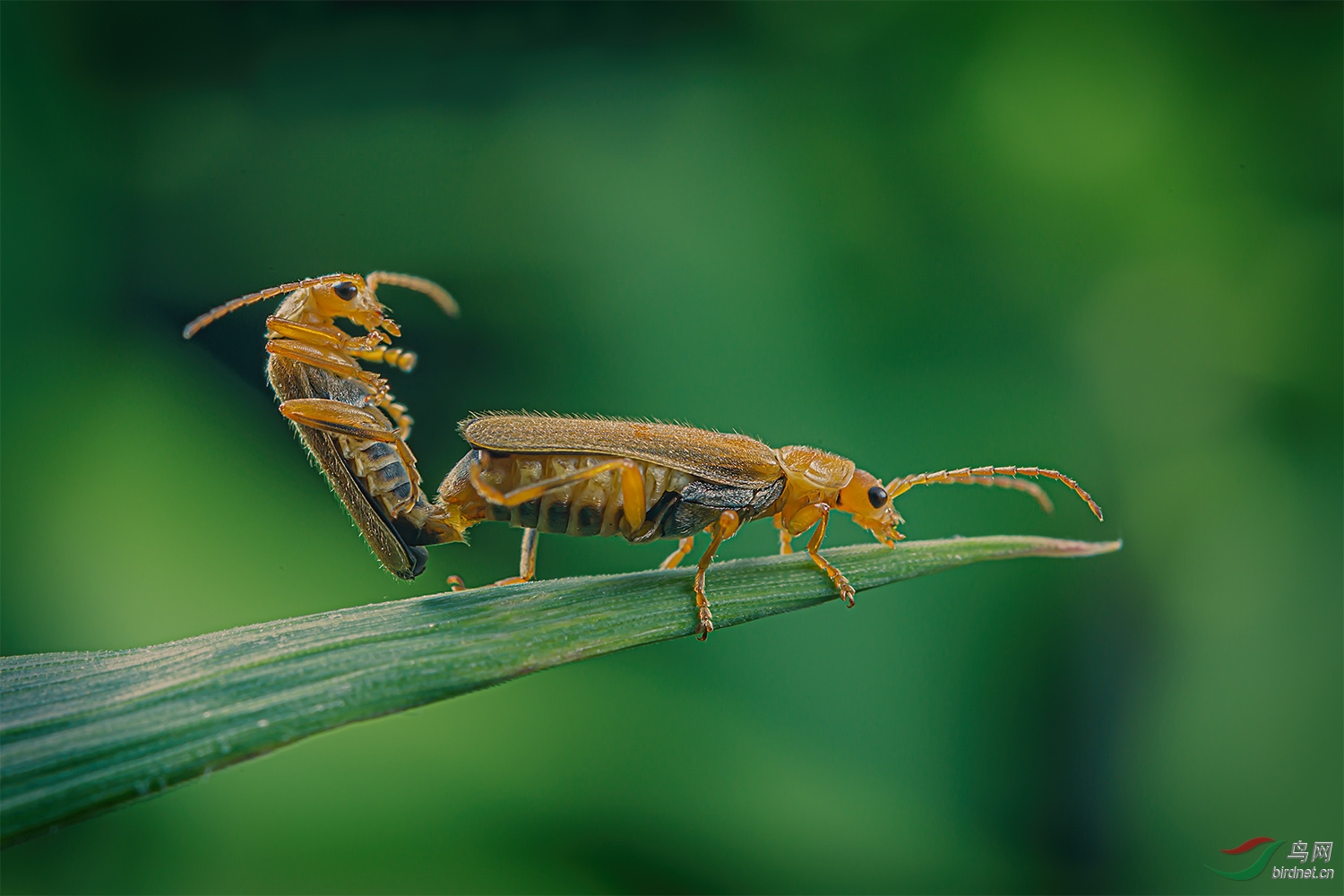 ����֧��