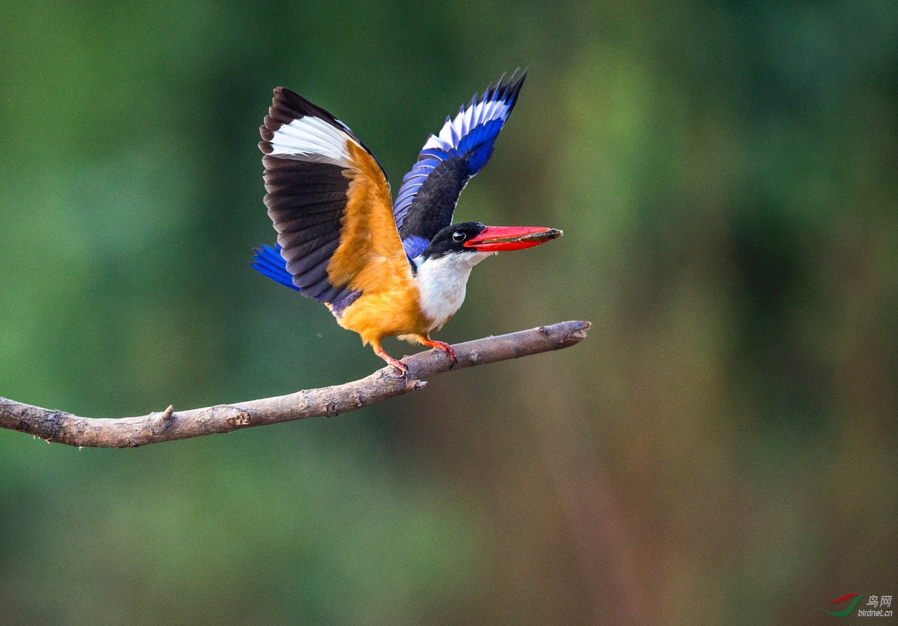 BW4Q4567 - ���� - ����.jpg