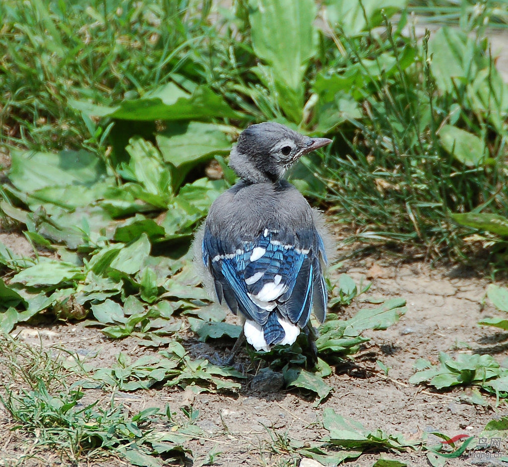 1024px-blue_jay_cyanocitta_cristata_fledgling.jpg