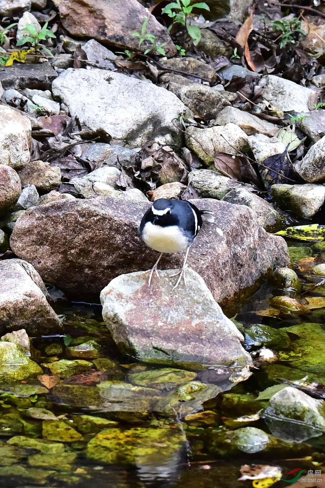 DSC_0526.JPG