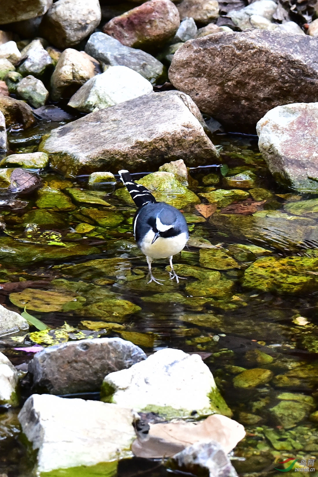 DSC_0527.JPG