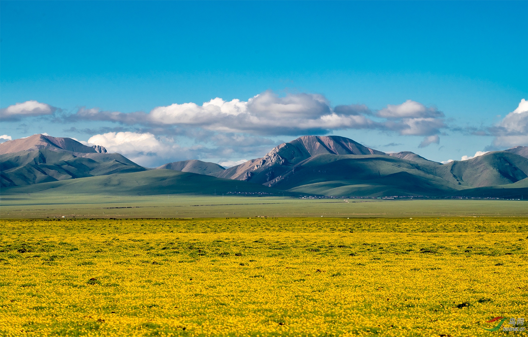 夏日的若尔盖草原