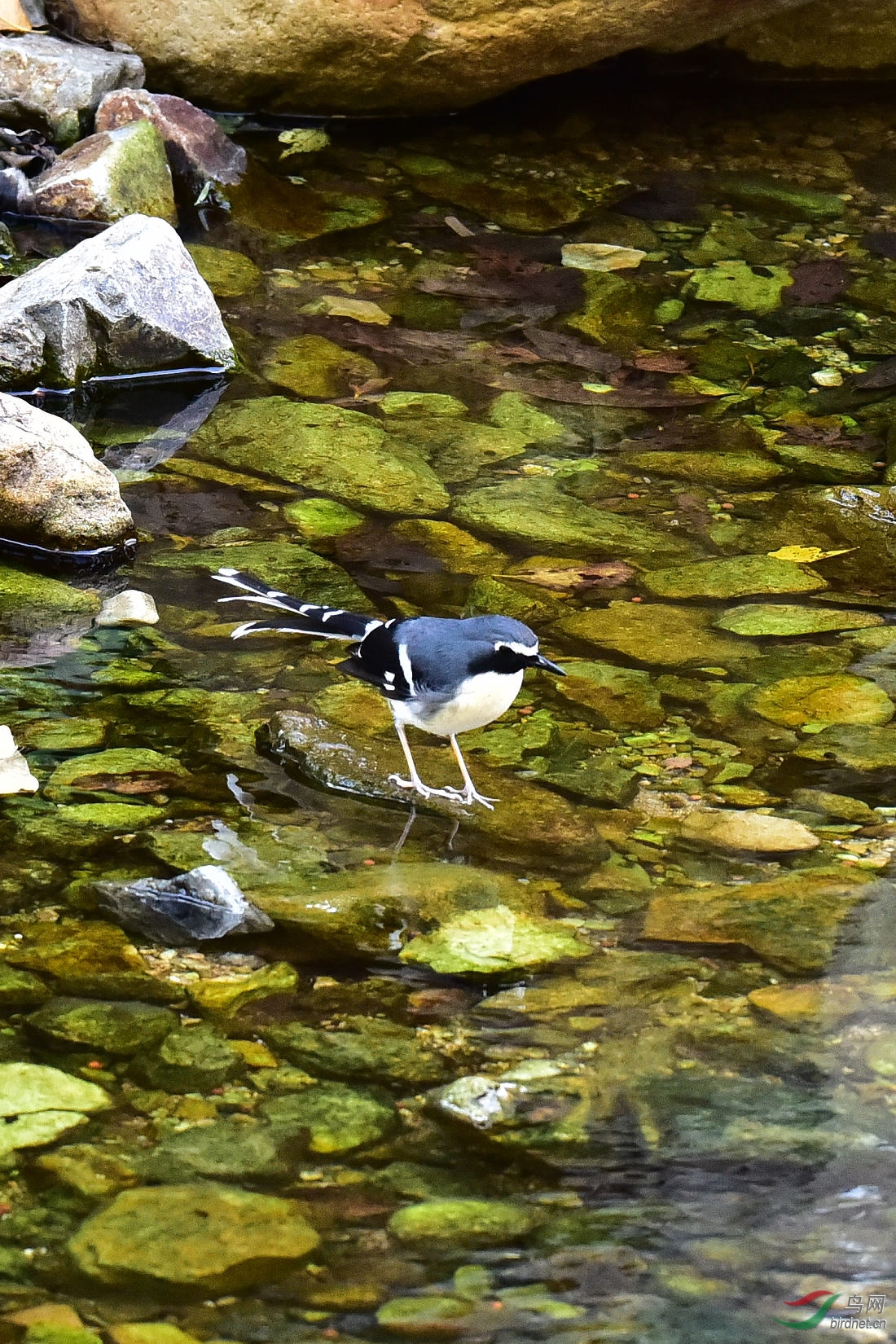 DSC_0529.JPG