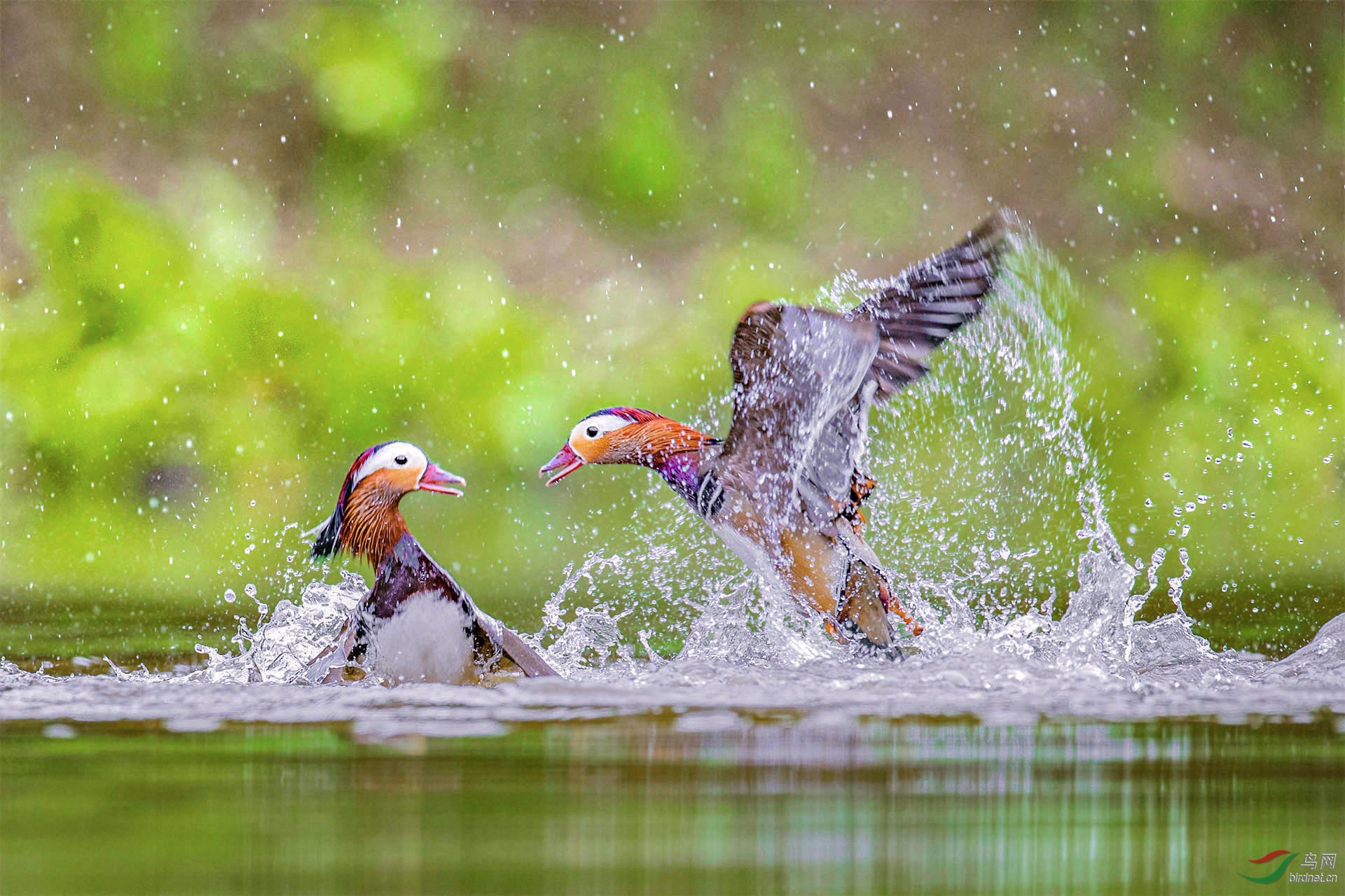 _DSC4735ԧ���ս ι���߿���.jpg