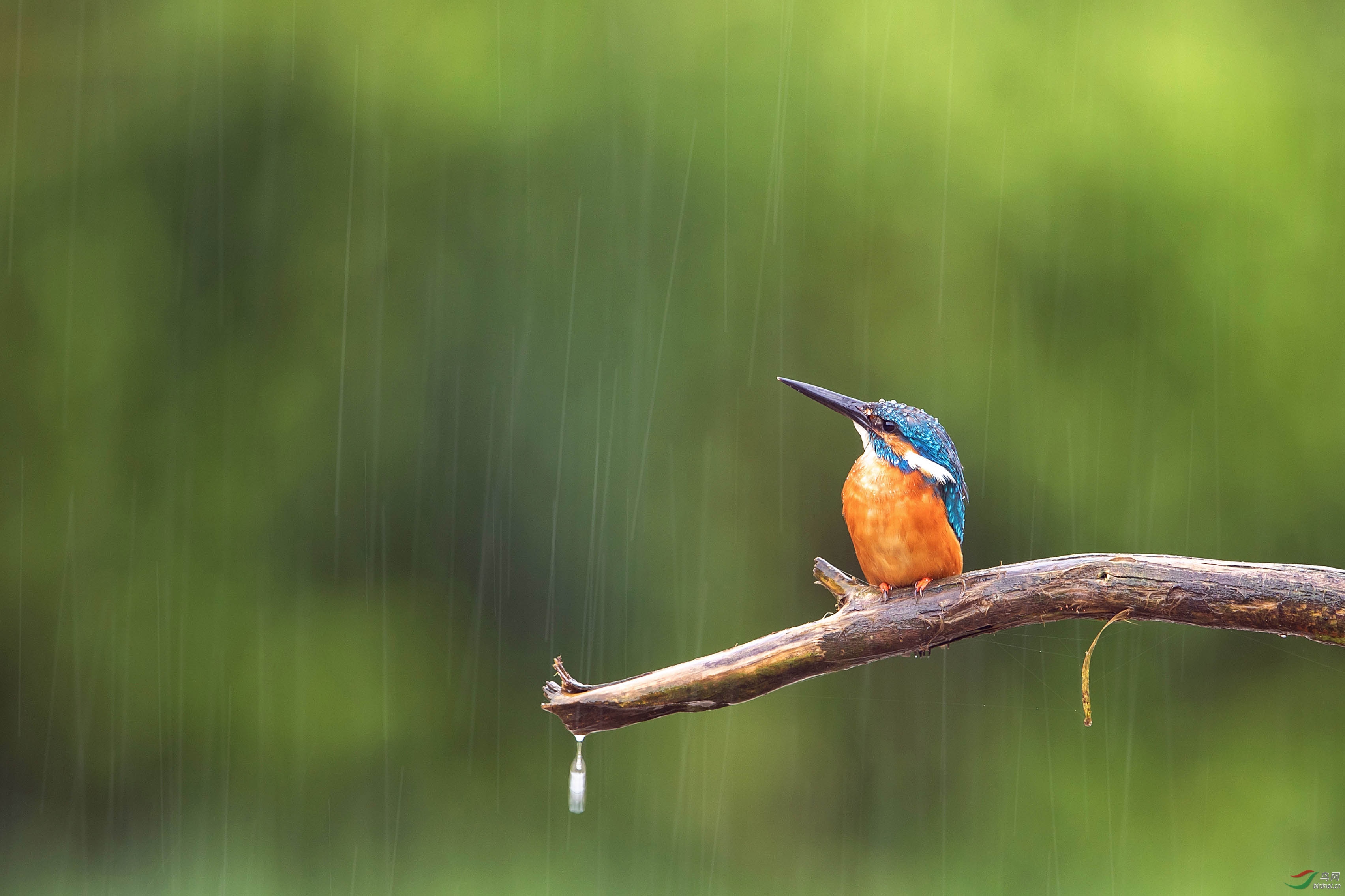 天啊,你再不停我就要哭了.