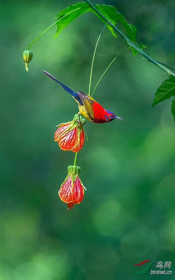 �������۾�-̫����