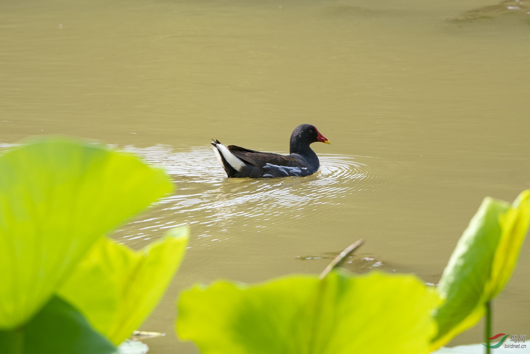 D50_7245.jpg