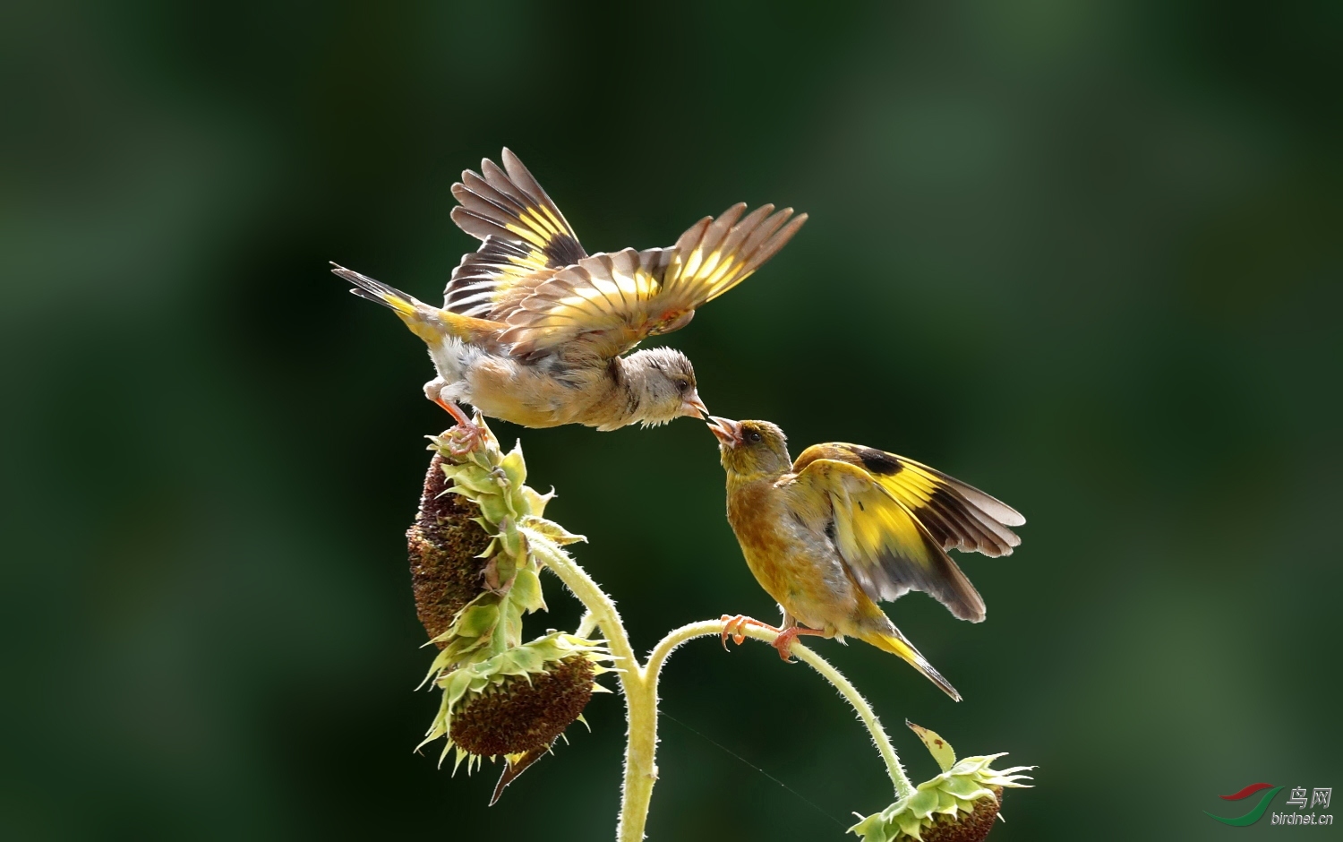 林鳥秀恩愛金翅雀祝賀榮獲鳥網首頁精華