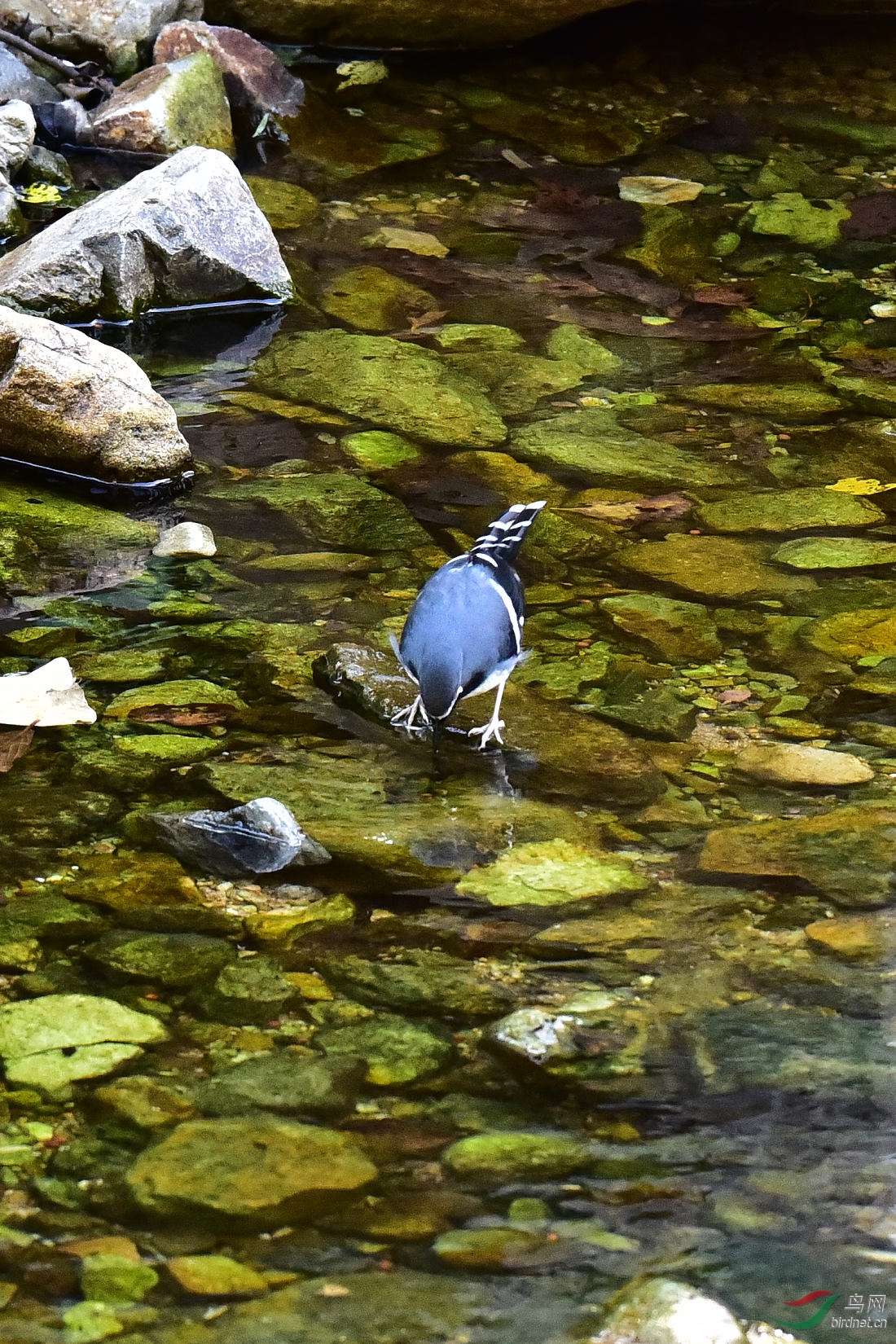 DSC_0538.JPG