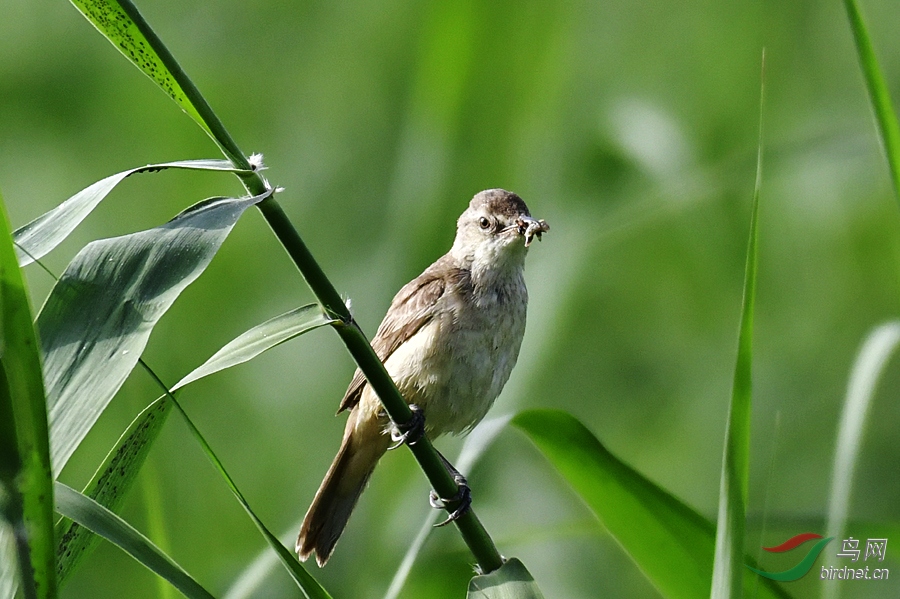 _DSC 0261 ����.jpg