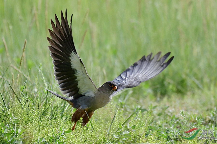 _DSC 0288 ����.jpg