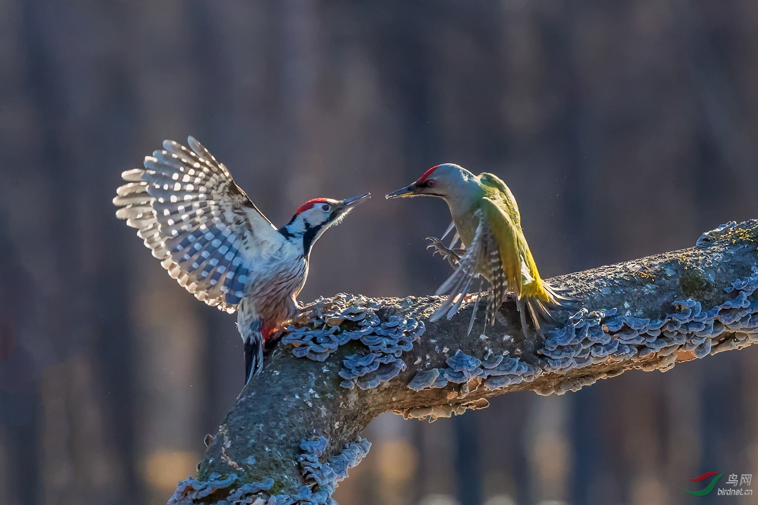 _B0I9556-3.jpg