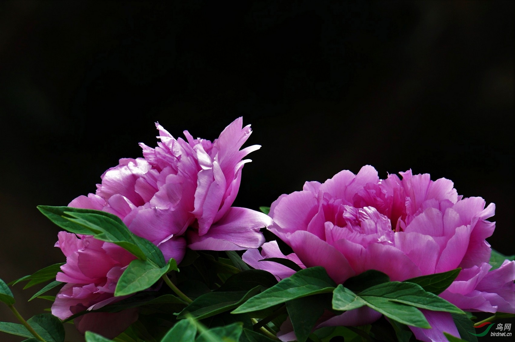DSC04155.JPG