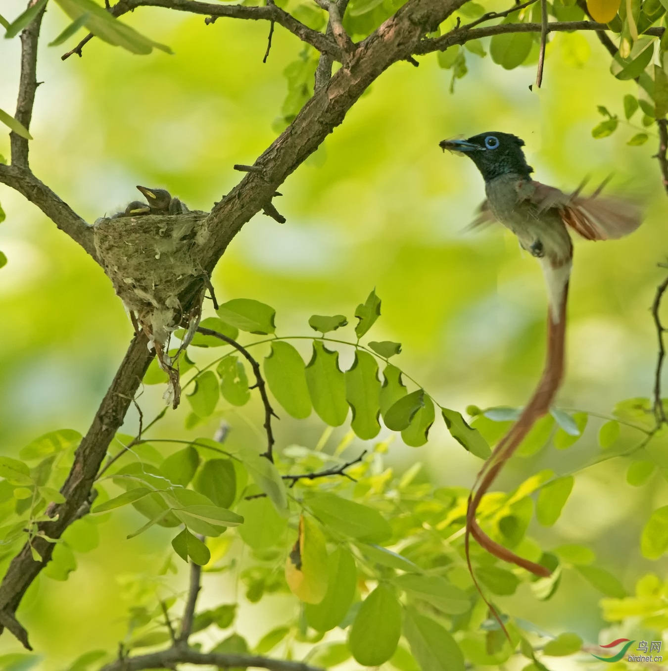 _68P1558 - ����.jpg