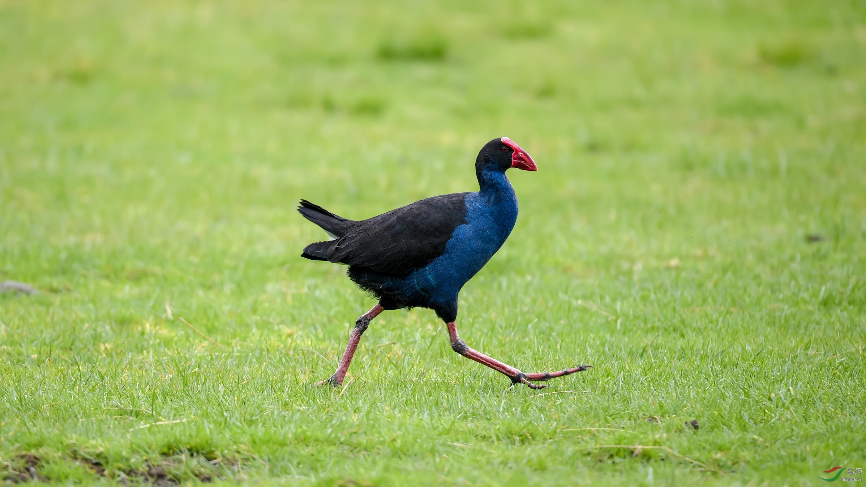 澳洲紫水鸡