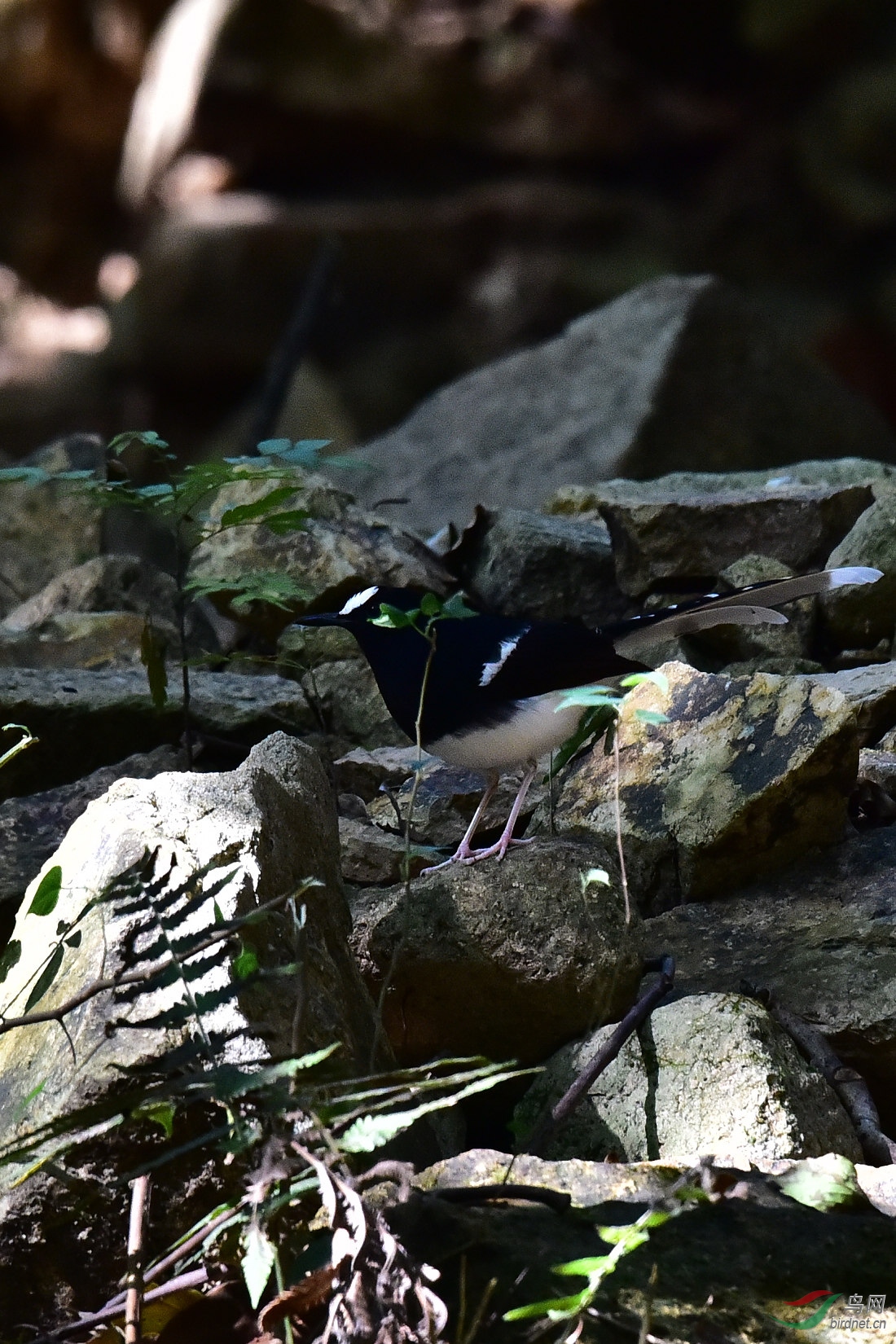 DSC_0554.JPG