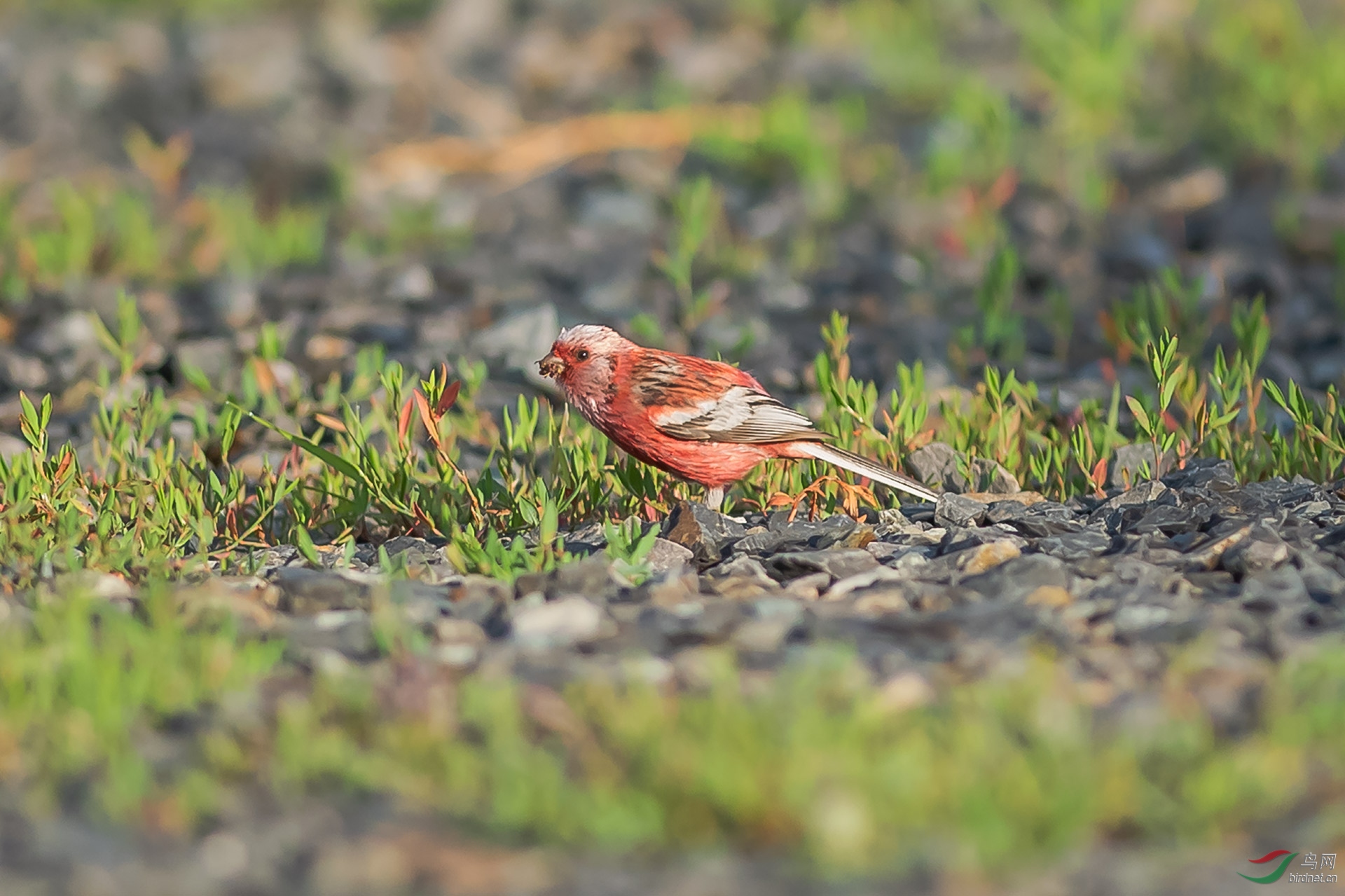 DSC_0694.jpg