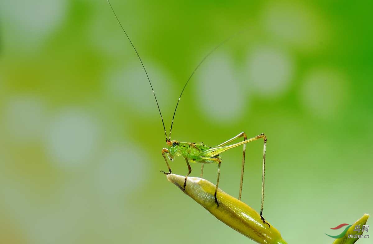 螽斯