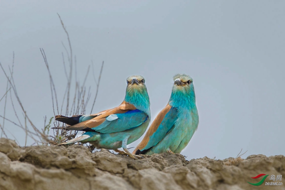 �ʷ� ��ʦ�������½�ά��������� ����̩����.jpg