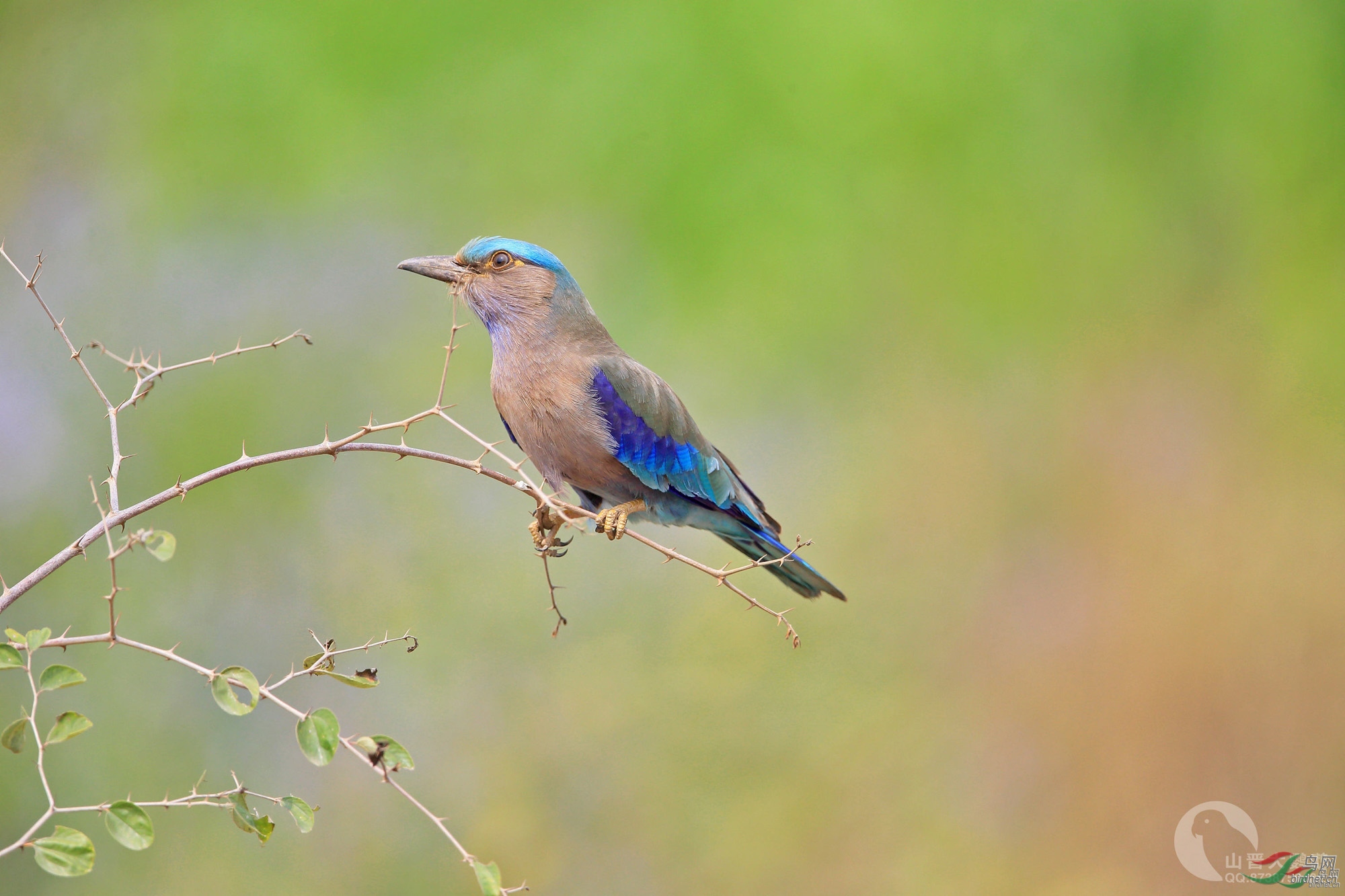 ɽ�������� ��ʦ����������ʡ�º���徰����������500.jpg