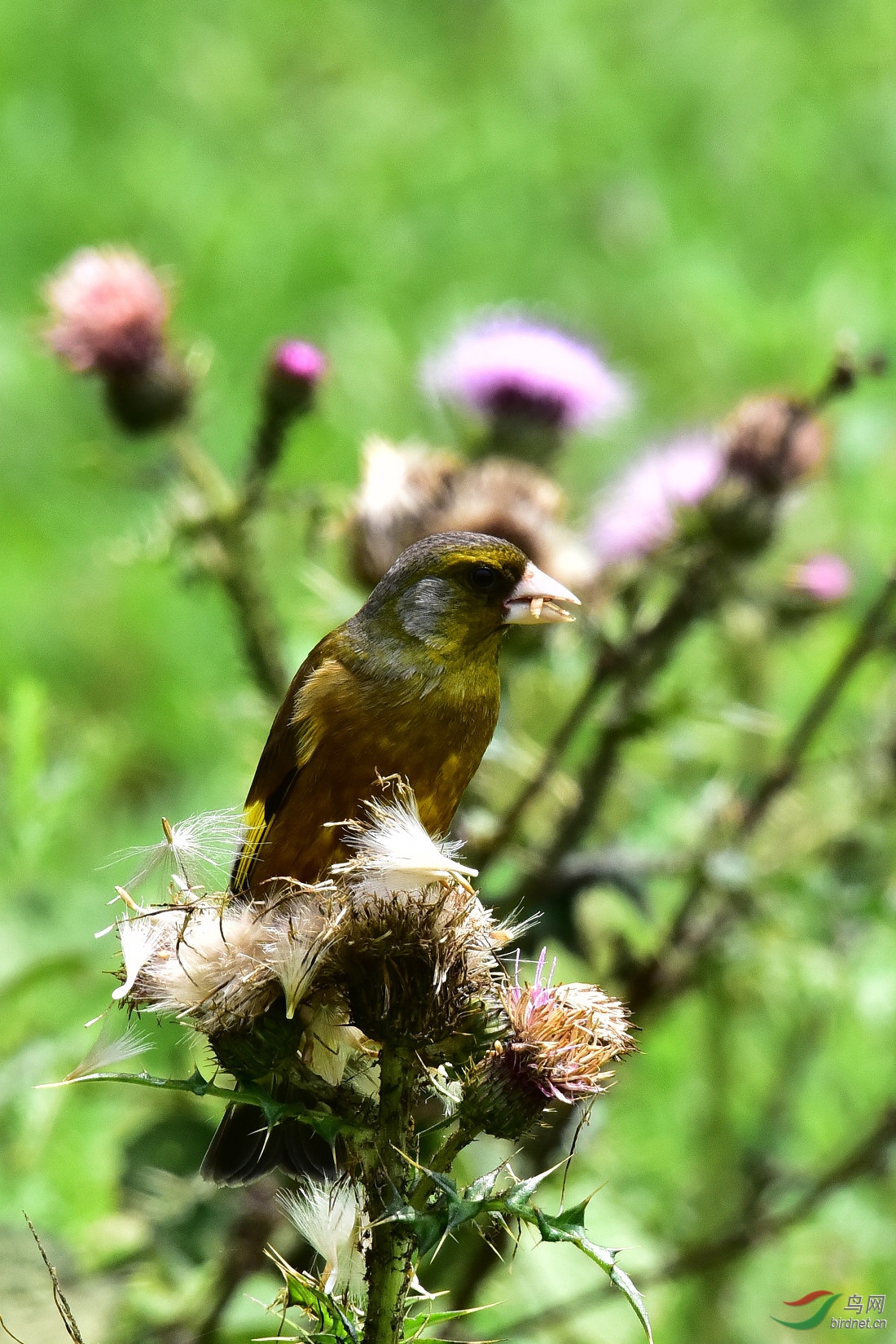 DSC_0558.JPG