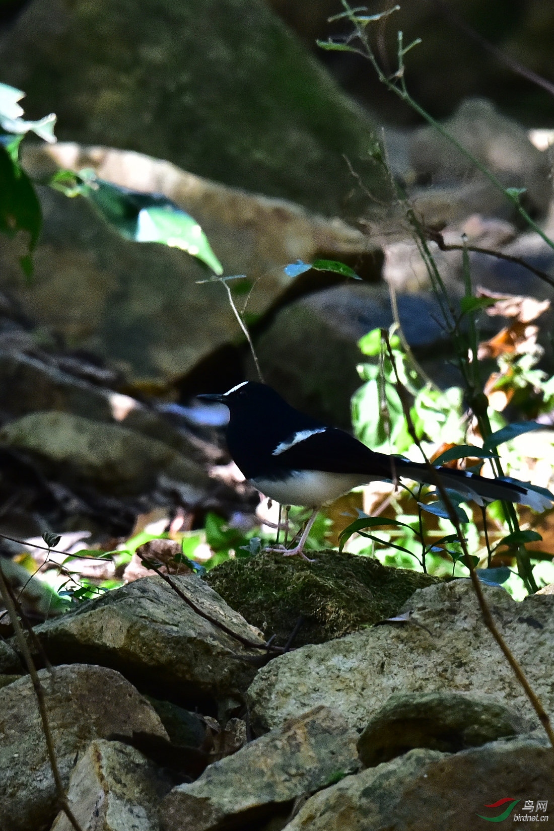 DSC_0558.JPG