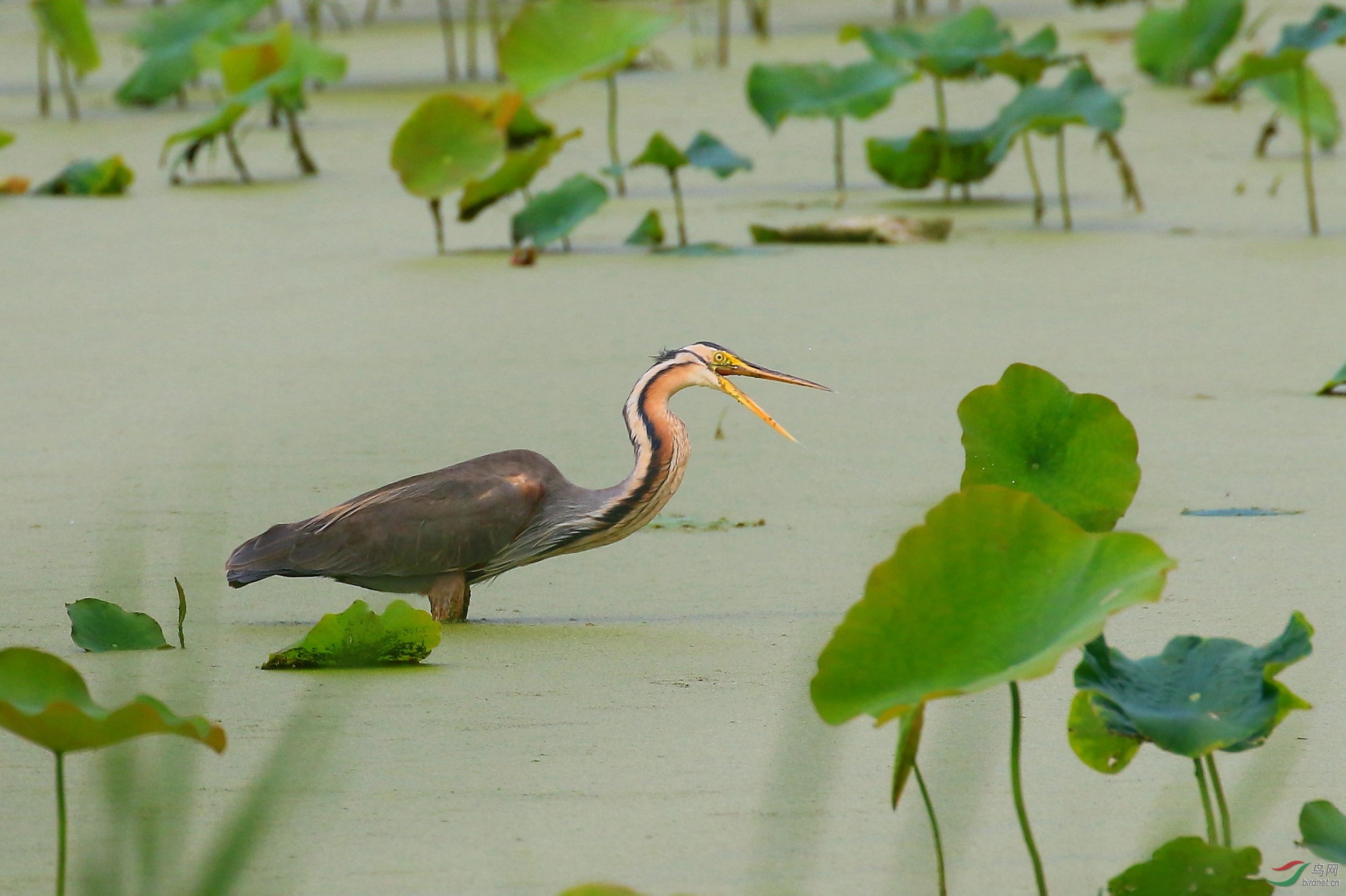 荷塘觅食的草鹭.