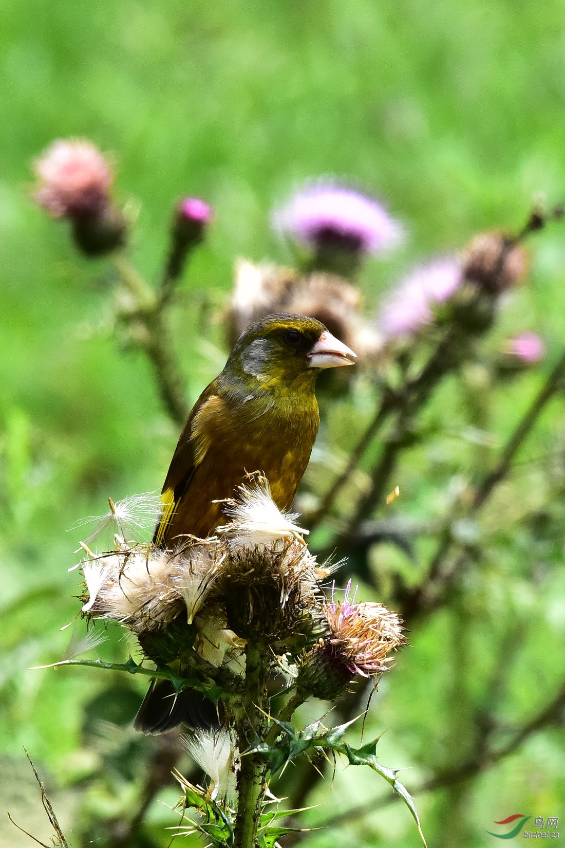 DSC_0559.JPG