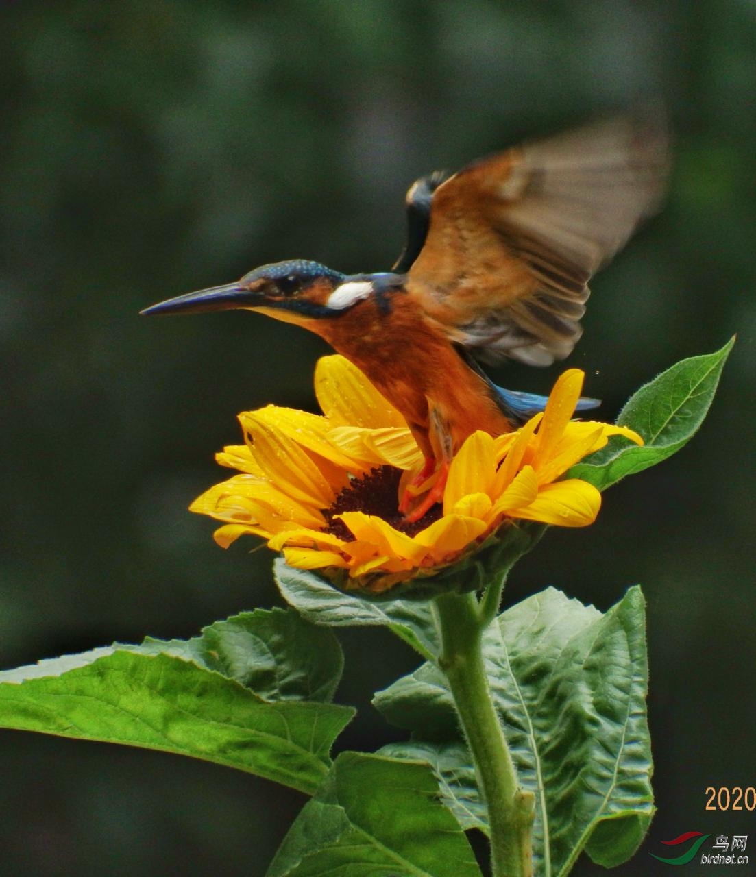 rps20200711_233039.jpg