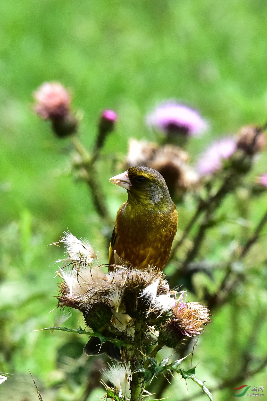 DSC_0562.JPG