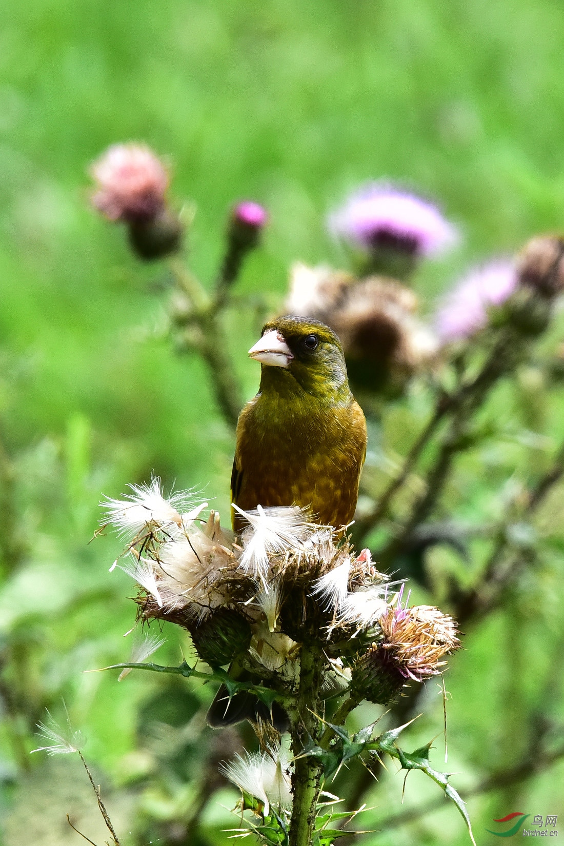 DSC_0563.JPG